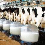 Modern livestock farming: Exposing young and passionate students into modern farming technologies abroad